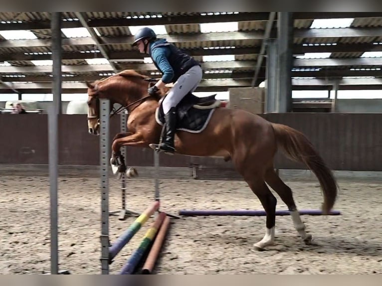 Zangersheider Gelding 4 years 16 hh Chestnut-Red in Weelde