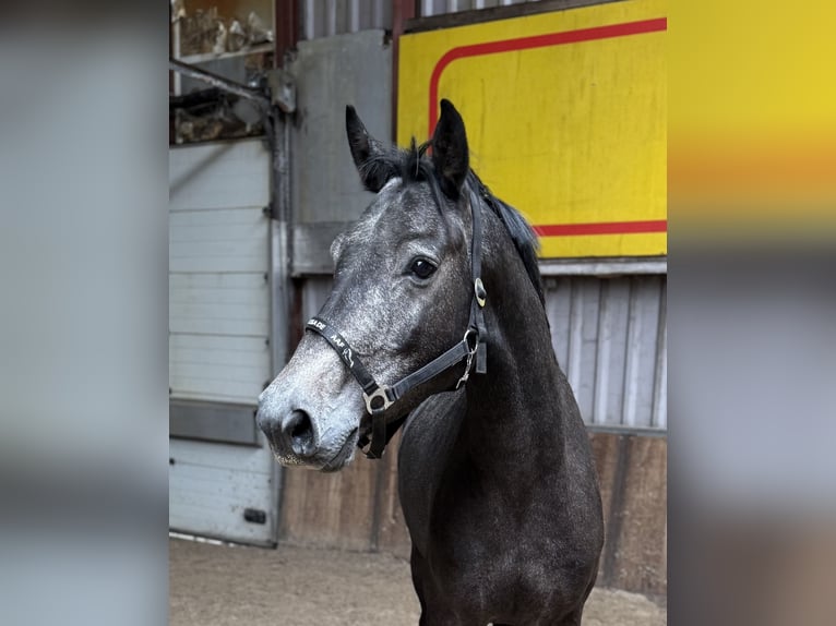 Zangersheider Gelding 4 years 16 hh Grey-Blue-Tan in Oud Gastel