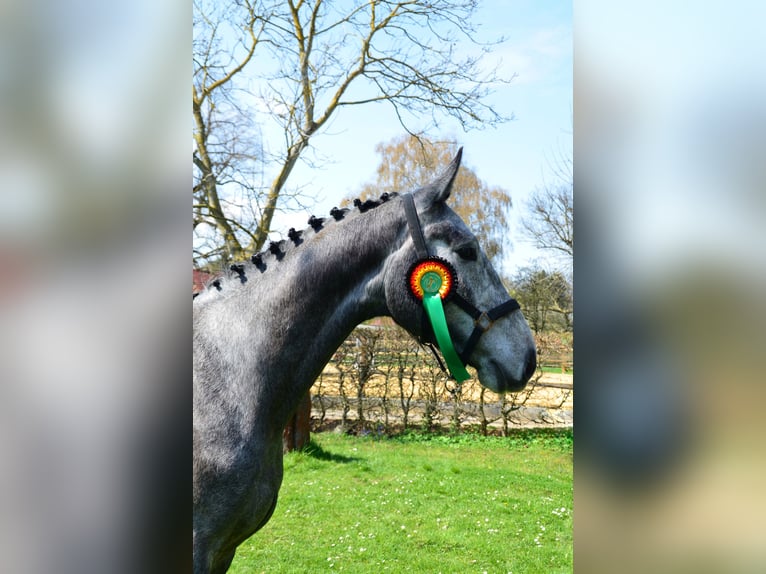 Zangersheider Gelding 4 years 16 hh Grey-Dapple in Hopfgarten