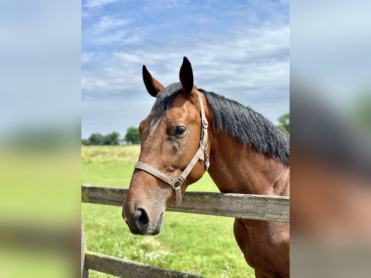 Zangersheider Gelding 4 years 16,1 hh Bay in Bree