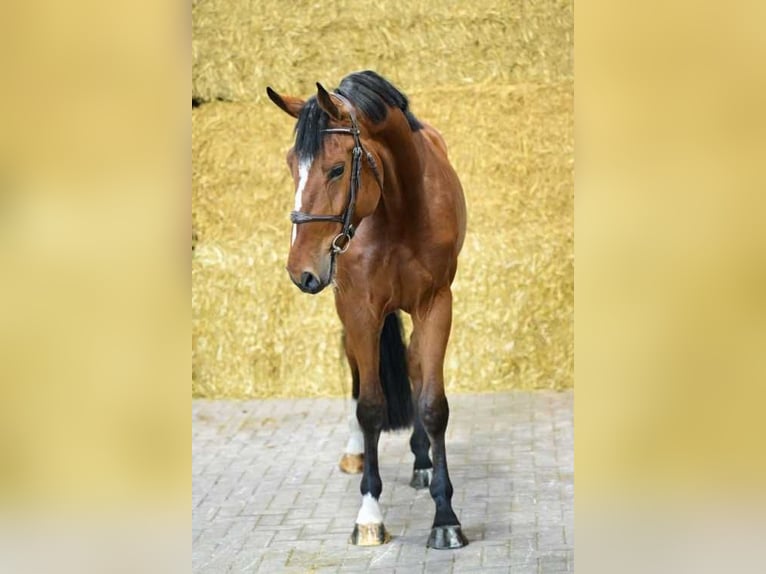 Zangersheider Gelding 4 years 16,1 hh Bay in NM Bladel