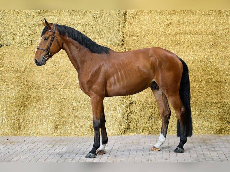 Zangersheider Gelding 4 years 16,1 hh Bay in NM Bladel