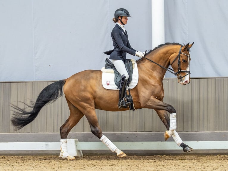 Zangersheider Gelding 4 years 16,1 hh Brown in Münster-Handorf