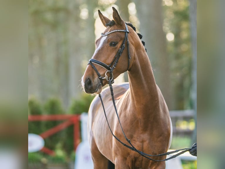 Zangersheider Gelding 4 years 16,1 hh Brown in Münster-Handorf