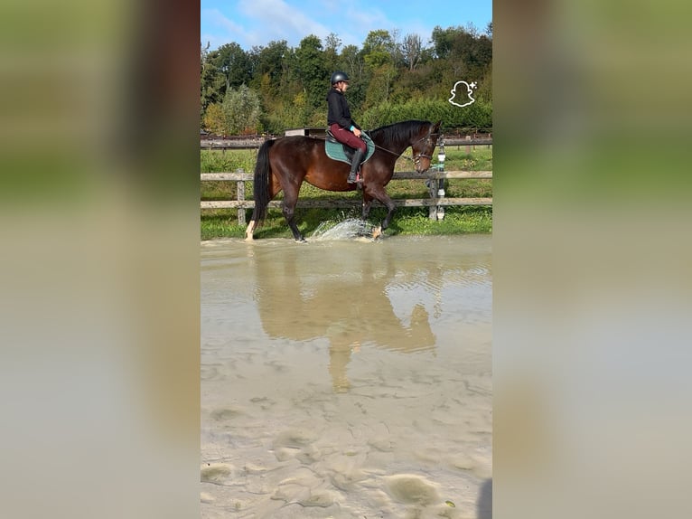 Zangersheider Gelding 4 years 16,1 hh Brown in Chaumes en brie