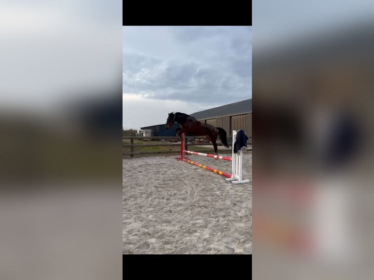 Zangersheider Gelding 4 years 16,1 hh Brown in Chaumes en brie