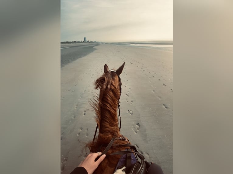 Zangersheider Gelding 4 years 16,1 hh Chestnut-Red in Wevelgem