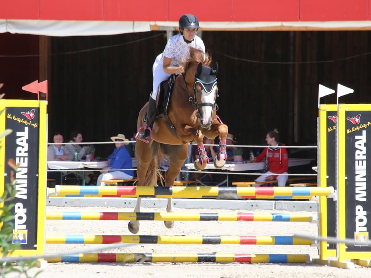 Zangersheider Gelding 4 years 16,1 hh Chestnut-Red in Eschenz