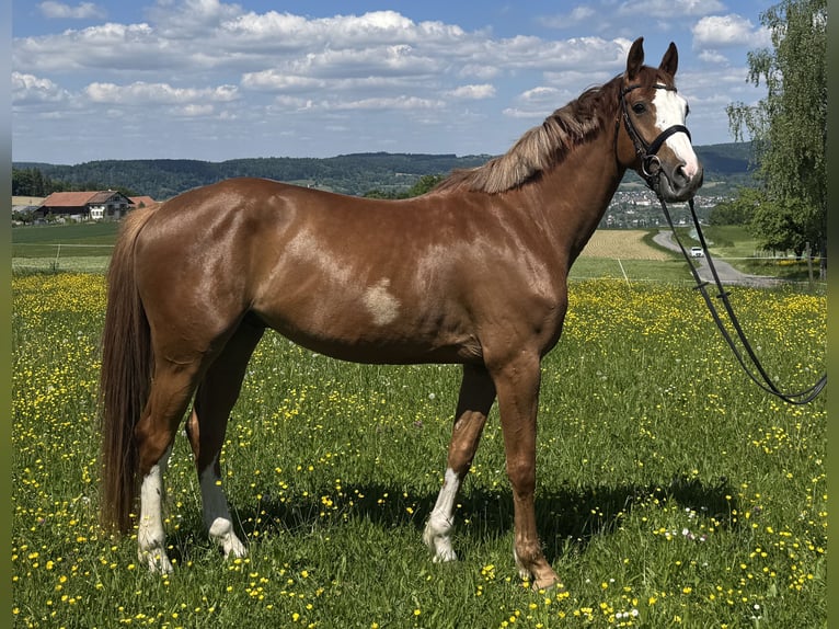Zangersheider Gelding 4 years 16,1 hh Chestnut-Red in Eschenz