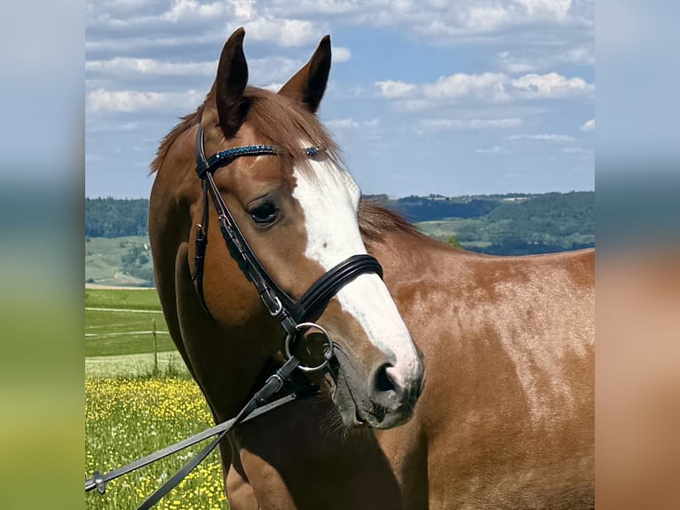 Zangersheider Gelding 4 years 16,1 hh Chestnut-Red in Eschenz