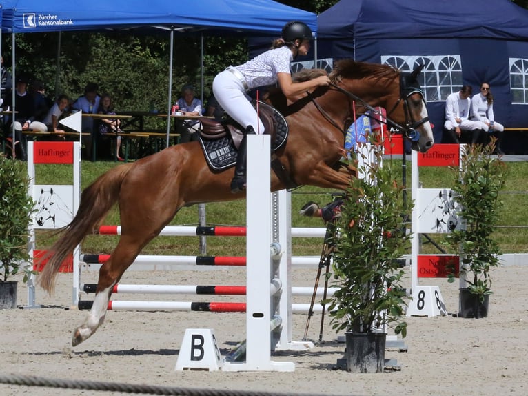 Zangersheider Gelding 4 years 16,1 hh Chestnut-Red in Eschenz