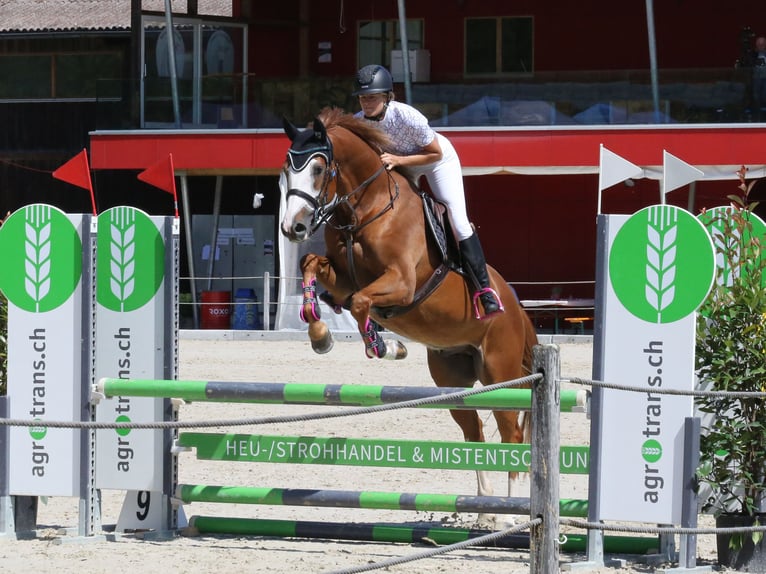 Zangersheider Gelding 4 years 16,1 hh Chestnut-Red in Eschenz