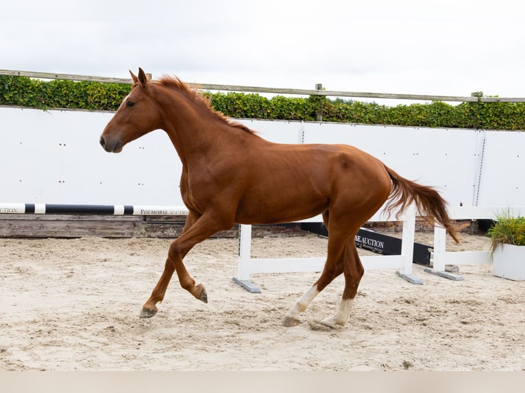 Zangersheider Gelding 4 years 16,1 hh Chestnut-Red in Waddinxveen