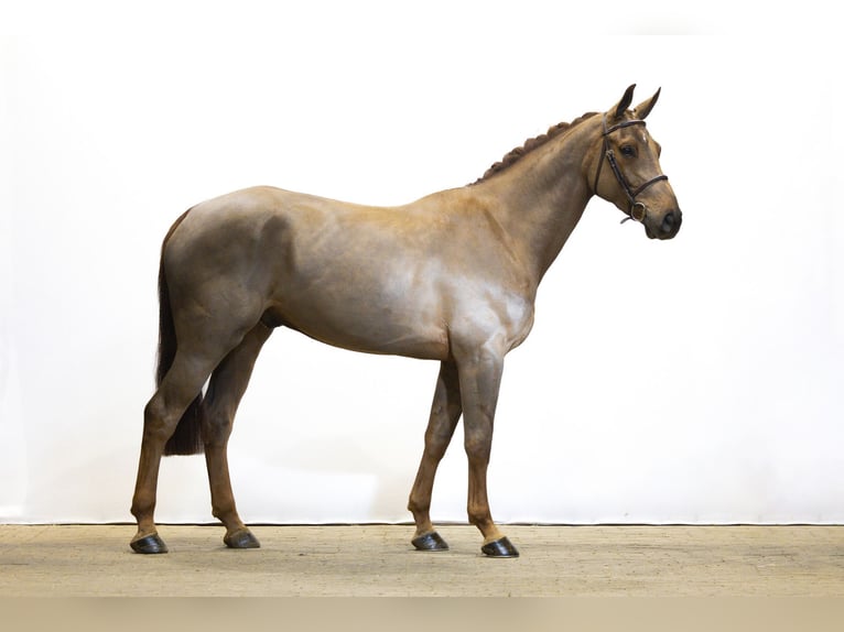 Zangersheider Gelding 4 years 16,1 hh Chestnut-Red in Waddinxveen