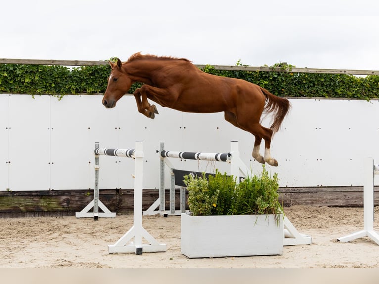 Zangersheider Gelding 4 years 16,1 hh Chestnut-Red in Waddinxveen