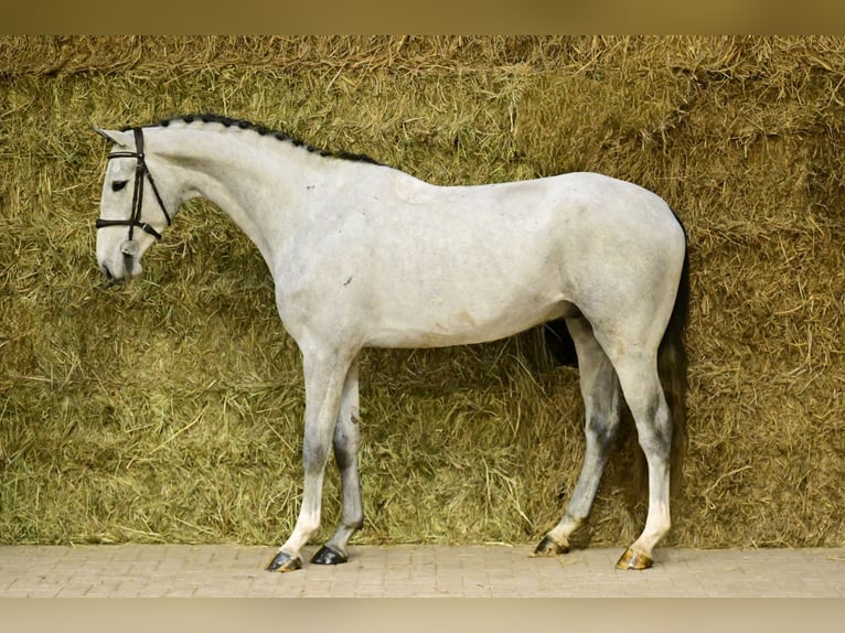 Zangersheider Gelding 4 years 16,1 hh Grey in Bladel