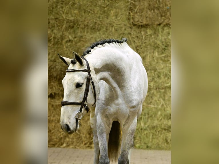 Zangersheider Gelding 4 years 16,1 hh Grey in Bladel