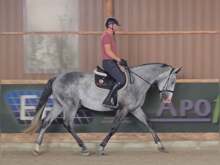 Zangersheider Gelding 4 years 16,1 hh Grey in Schattendorf Zangersheider Gelding 4 years 16,1 hh Grey in Schattendorf