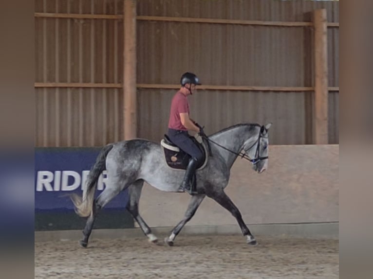 Zangersheider Gelding 4 years 16,1 hh Grey in Schattendorf Zangersheider Gelding 4 years 16,1 hh Grey in Schattendorf