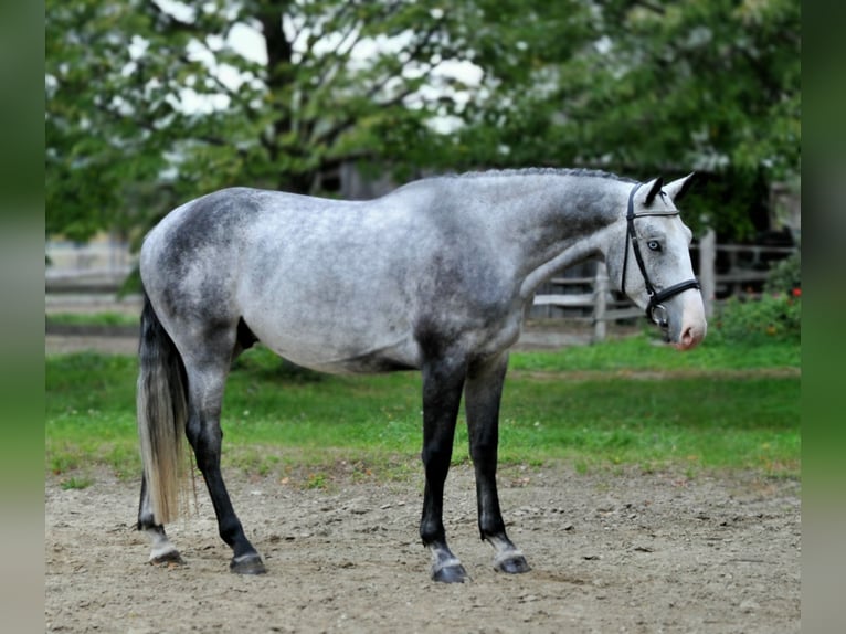 Zangersheider Gelding 4 years 16,1 hh Grey in Schattendorf Zangersheider Gelding 4 years 16,1 hh Grey in Schattendorf