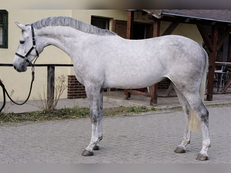 Zangersheider Gelding 4 years 16,1 hh Grey in Murska Soboda