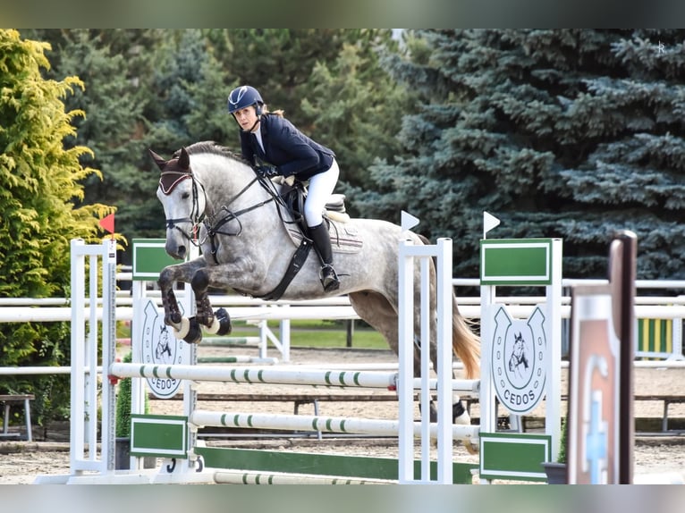 Zangersheider Gelding 4 years 16,1 hh Grey in Brno