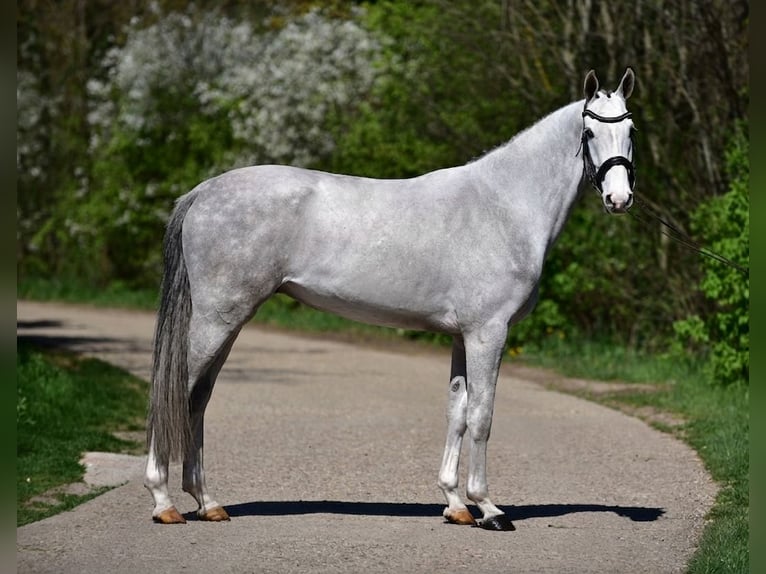 Zangersheider Gelding 4 years 16,1 hh Grey in Békésszentandrás
