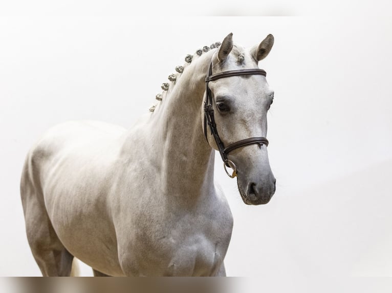 Zangersheider Gelding 4 years 16,1 hh Grey in Waddinxveen
