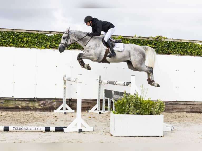 Zangersheider Gelding 4 years 16,1 hh Grey in Waddinxveen