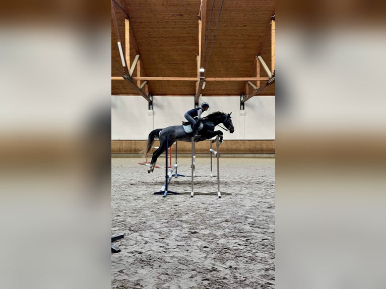 Zangersheider Gelding 4 years 16,1 hh Grey in Wisła