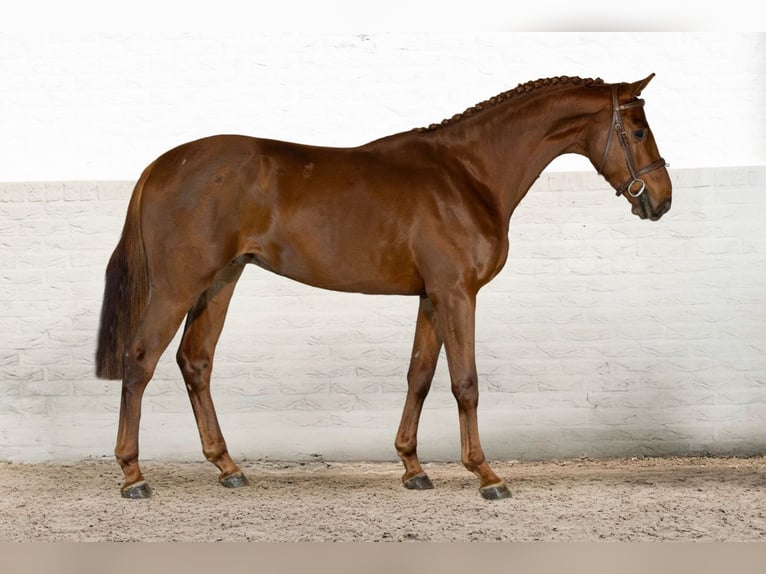 Zangersheider Gelding 4 years 16,1 hh  in Heerde