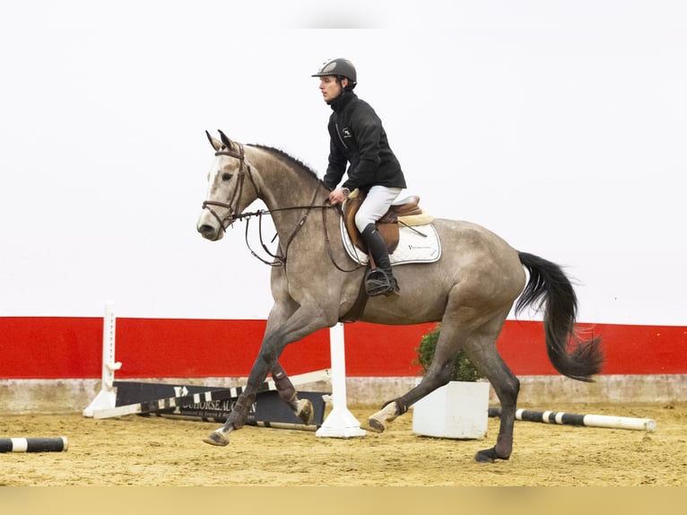 Zangersheider Gelding 4 years 16,1 hh  in Waddinxveen
