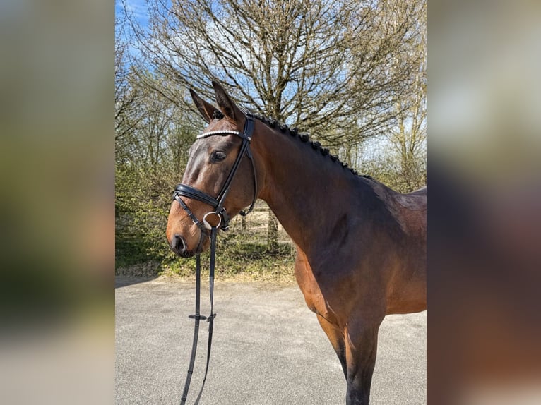 Zangersheider Gelding 4 years 16,2 hh Brown in Unterneukirchen