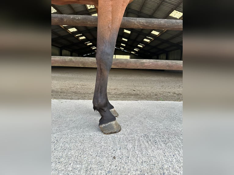 Zangersheider Gelding 4 years 16,2 hh Brown in GROTE-BROGEL