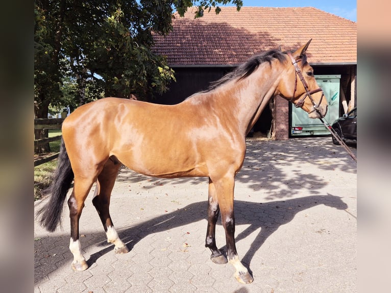Zangersheider Gelding 4 years 16,2 hh Brown in Hamminkeln