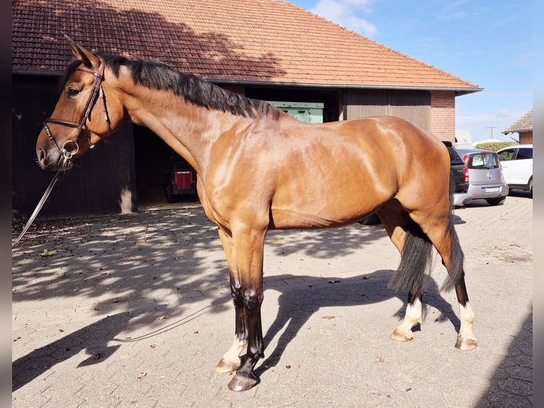 Zangersheider Gelding 4 years 16,2 hh Brown in Hamminkeln