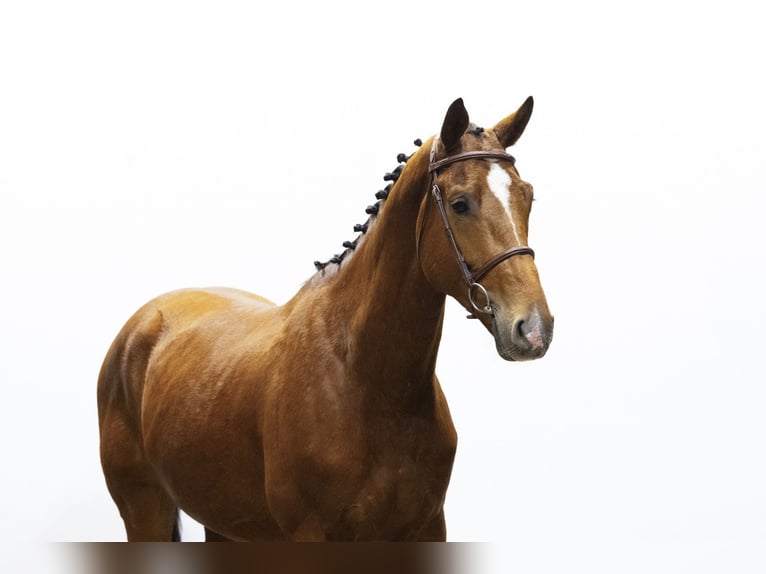 Zangersheider Gelding 4 years 16,2 hh Brown in Waddinxveen