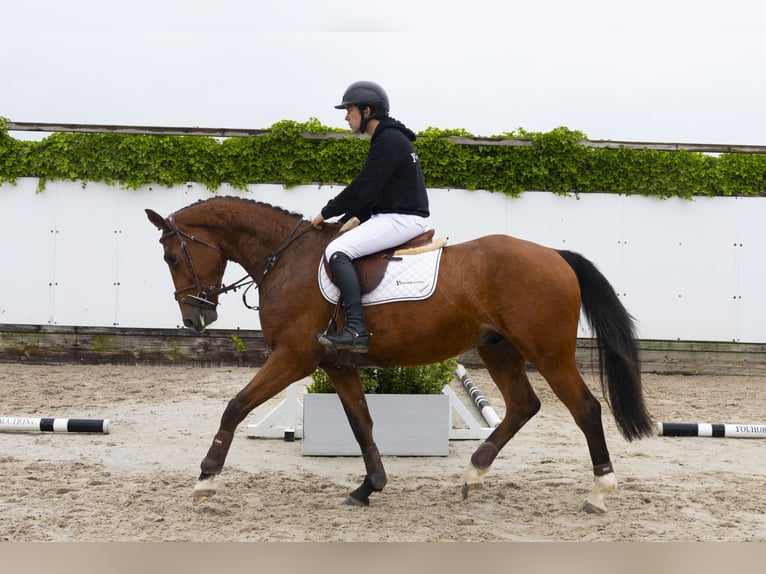 Zangersheider Gelding 4 years 16,2 hh Brown in Waddinxveen