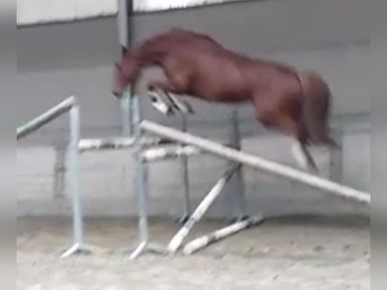 Zangersheider Gelding 4 years 16,2 hh Grey-Blue-Tan in Halen