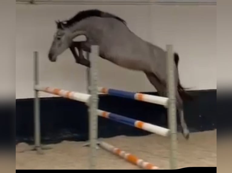 Zangersheider Gelding 4 years 16,2 hh Grey-Blue-Tan in Halen
