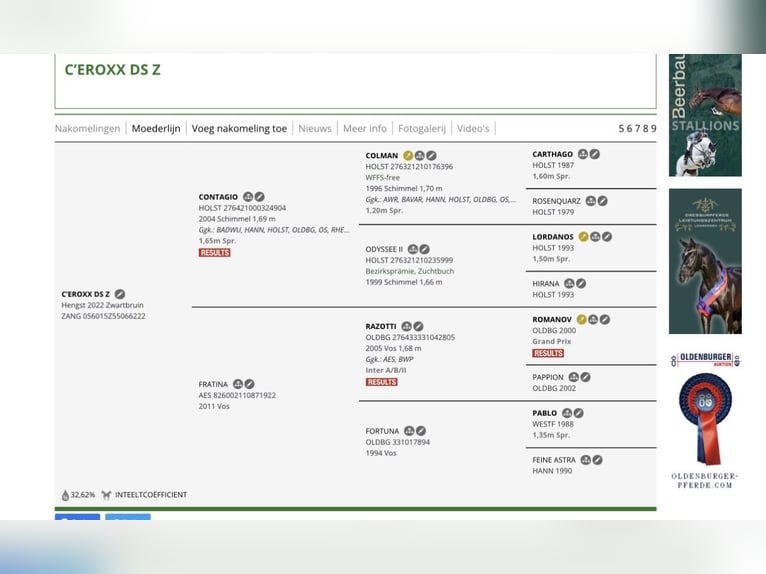 Zangersheider Gelding 4 years 16,2 hh Grey-Blue-Tan in Halen