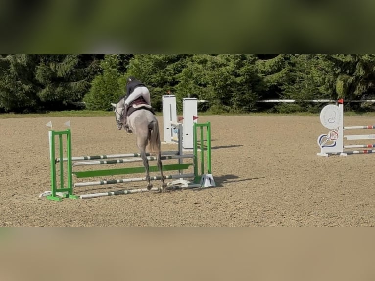 Zangersheider Gelding 4 years 16,2 hh Grey-Fleabitten in Sulzbach-Rosenberg