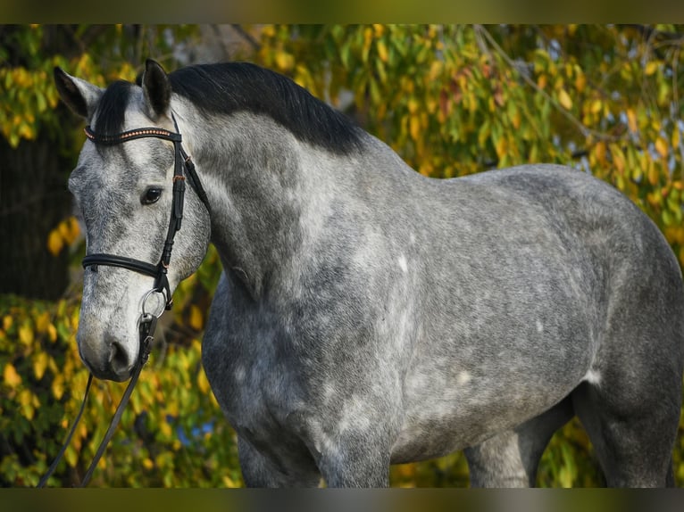 Zangersheider Gelding 4 years 16,2 hh Grey in B&#xE9;k&#xE9;scsaba