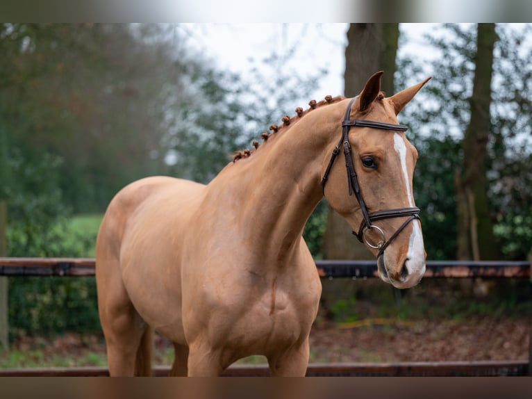 Zangersheider Gelding 4 years 16,2 hh  in GROTE-BROGEL