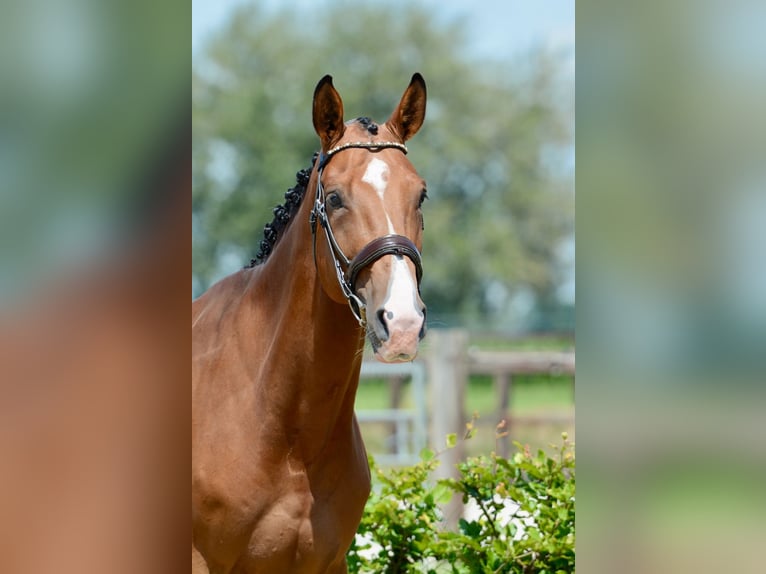 Zangersheider Gelding 4 years 16,3 hh Brown in Breda