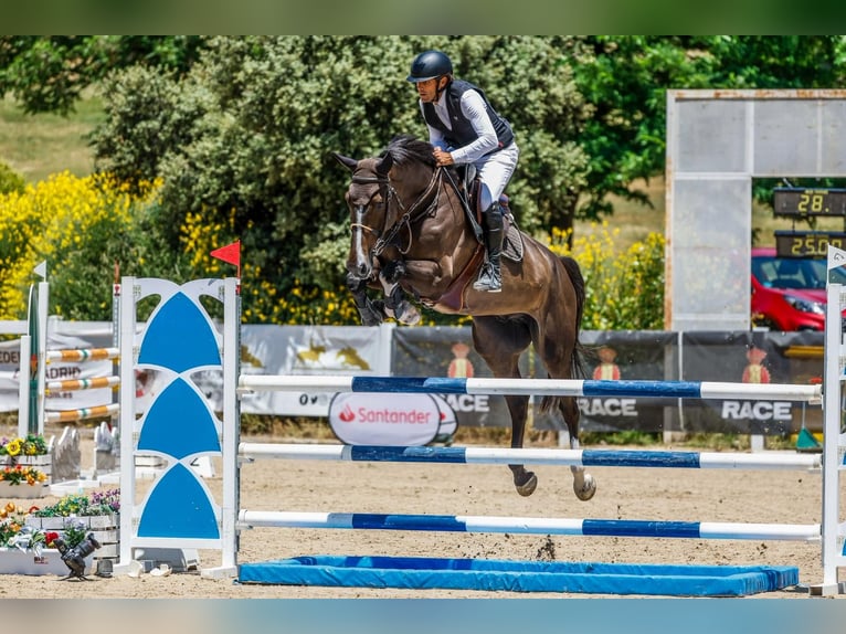 Zangersheider Gelding 4 years 16,3 hh Brown in MADRID