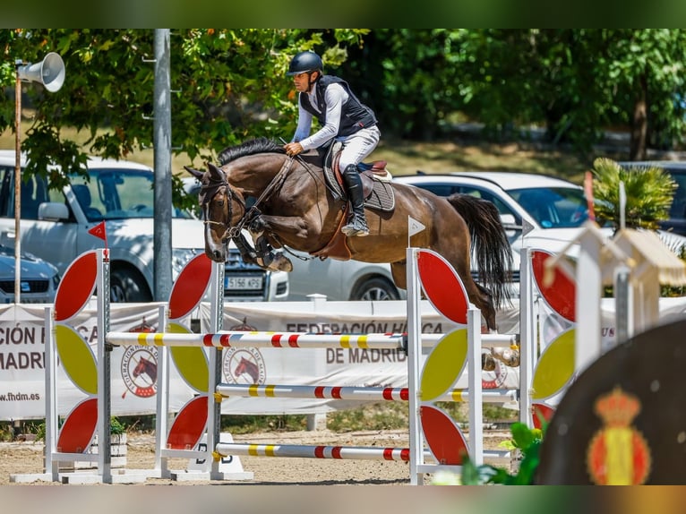 Zangersheider Gelding 4 years 16,3 hh Brown in MADRID