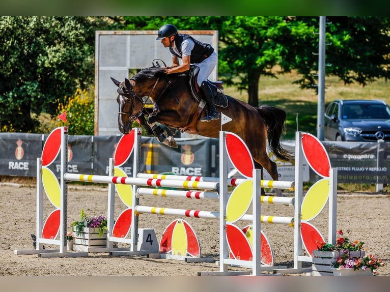 Zangersheider Gelding 4 years 16,3 hh Brown in MADRID