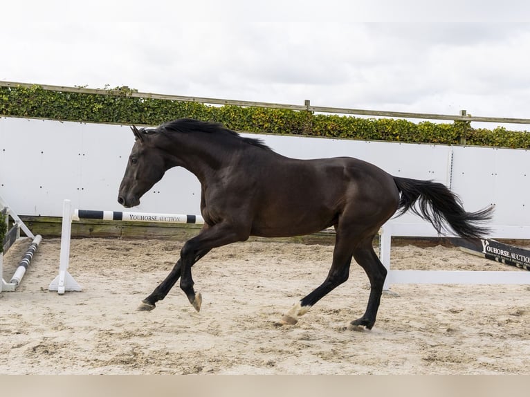 Zangersheider Gelding 4 years 16,3 hh  in Waddinxveen