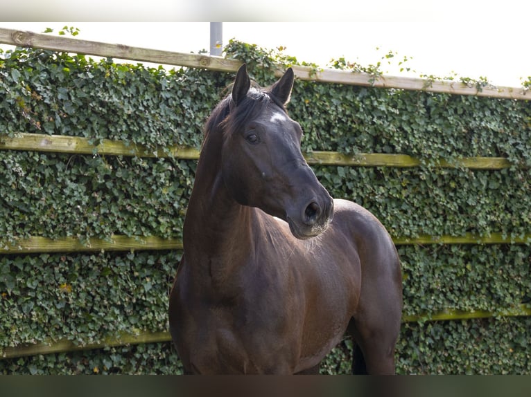 Zangersheider Gelding 4 years 16,3 hh  in Waddinxveen